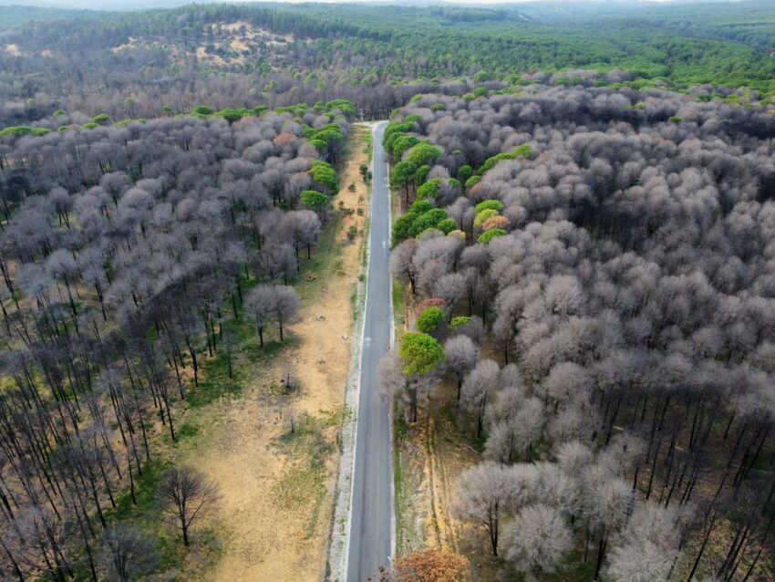 aerial view of pine forests in nefza tunisia